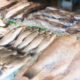 Ekonomi Biru Mendorong Budidaya Ikan Bandeng yang Berkelanjutan di Pangkep