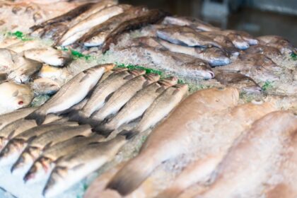 Ekonomi Biru Mendorong Budidaya Ikan Bandeng yang Berkelanjutan di Pangkep